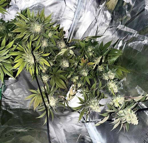 Papaya Bang Bang #2 - Exotic Genetix. Week 14 - Day 99