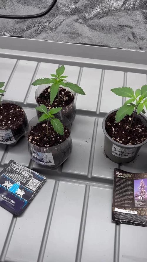 Permafunk - FEMINIZED - Compound Genetics