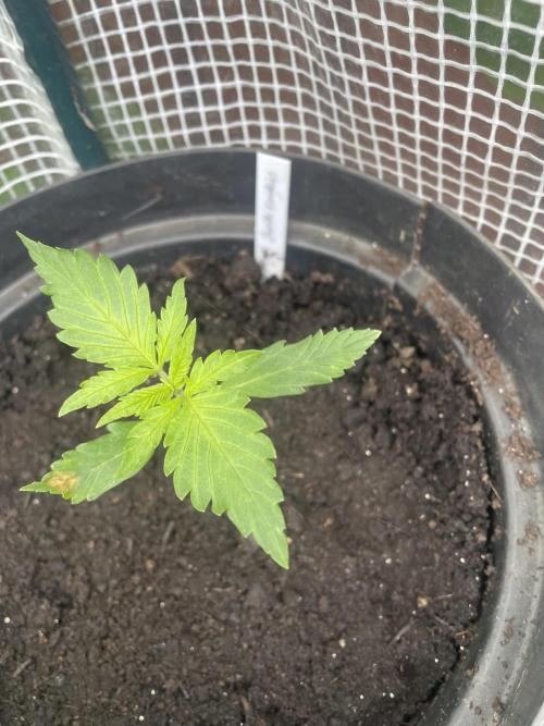 🍪 MSNL Gorilla Cookies Auto 🍪. Week 2