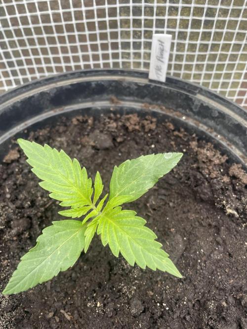😈MSNL Purple Punch Auto😈. Week 2