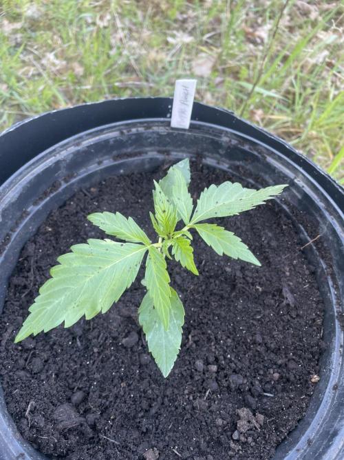😈MSNL Purple Punch Auto😈. Week 2