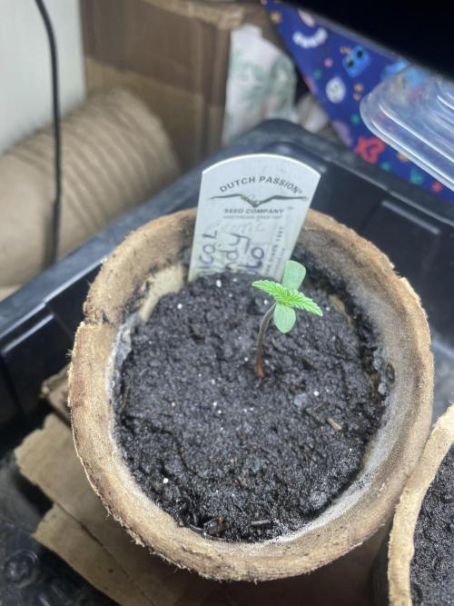 Critical Candy Auto. Week 1