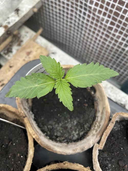 Critical Candy Auto. Week 1