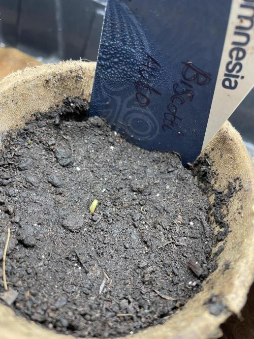 Biscotti Auto Outdoor UK. Week 0