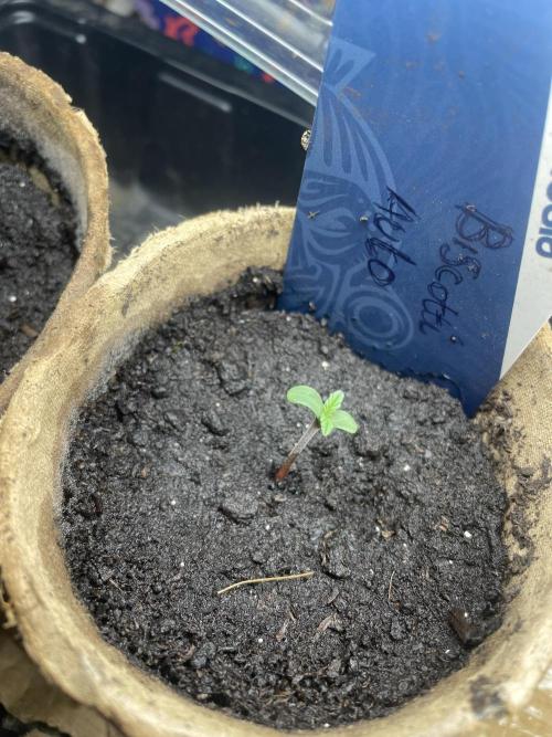Biscotti Autoflowering. Week 0