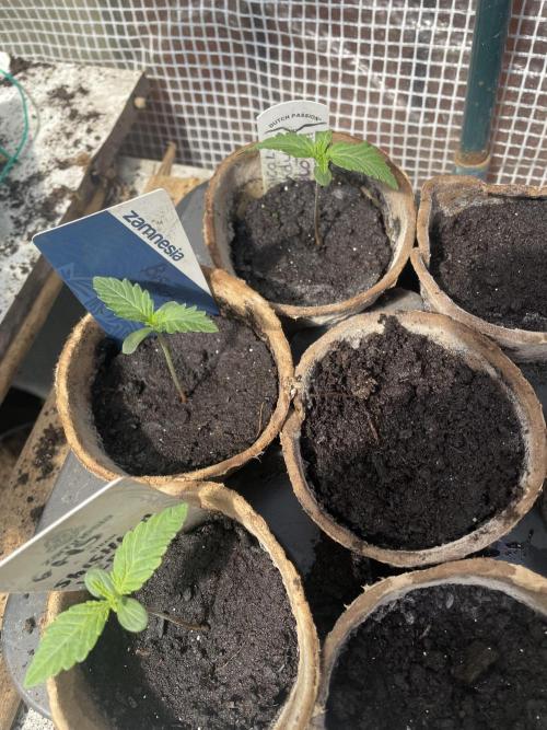 Biscotti Auto Outdoor UK. Week 1