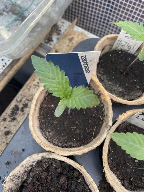 Biscotti Autoflowering. Week 1