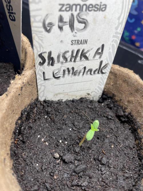 Shishka Lemonade 🍋 GHS Outdoor 🍋. Week 0