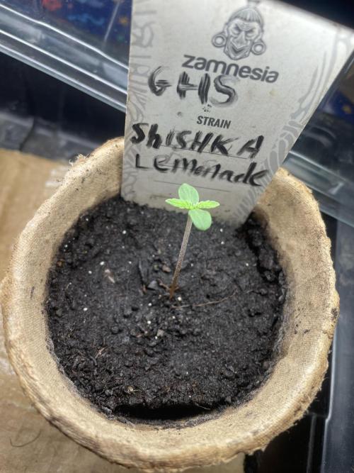 Shishka Lemonade 🍋 GHS Outdoor 🍋. Week 0