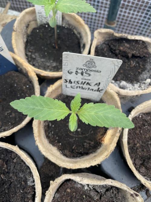Shishka Lemonade 🍋 GHS Outdoor 🍋. Week 1