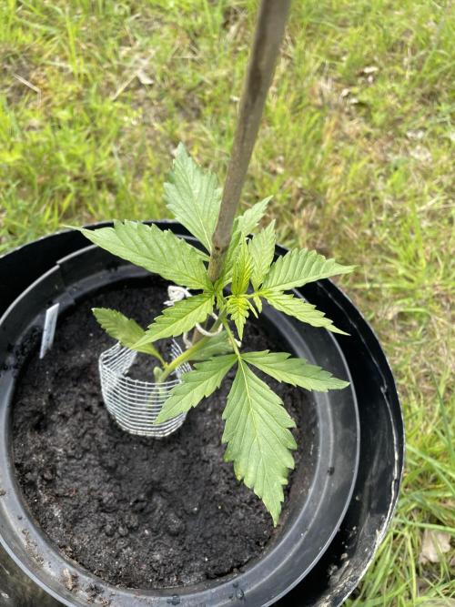 🍪 MSNL Gorilla Cookies Auto 🍪. Week 3