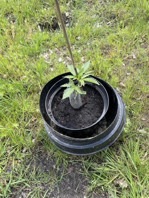 🍪 MSNL Gorilla Cookies Auto 🍪. Week 3