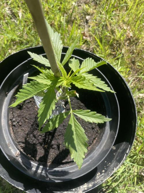 🍪 MSNL Gorilla Cookies Auto 🍪. Week 3
