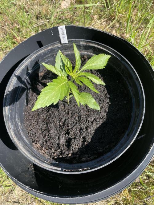 😈MSNL Purple Punch Auto😈. Week 3