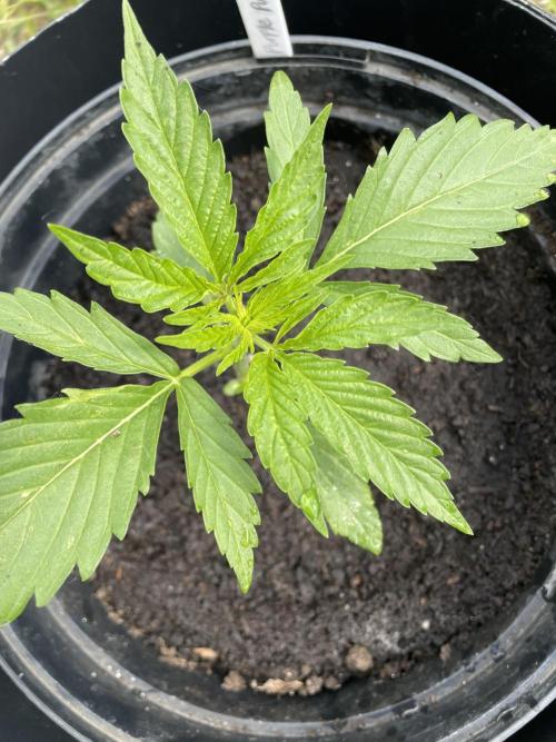 😈MSNL Purple Punch Auto😈. Week 3