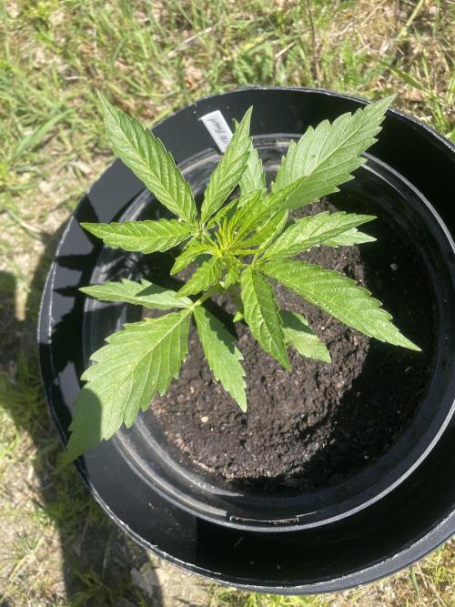 😈MSNL Purple Punch Auto😈. Week 3