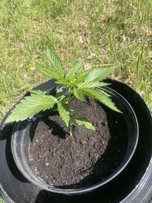 😈MSNL Purple Punch Auto😈. Week 3