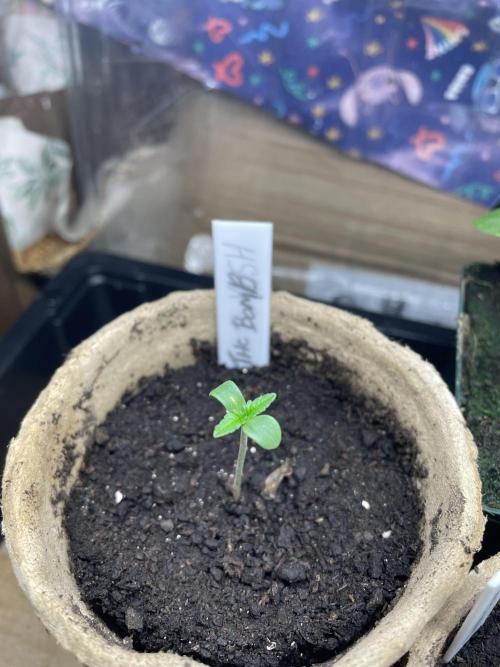 THC Bomb Autoflower. Week 0