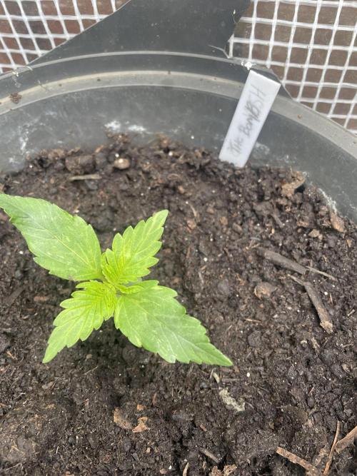 THC Bomb Autoflower. Week 1