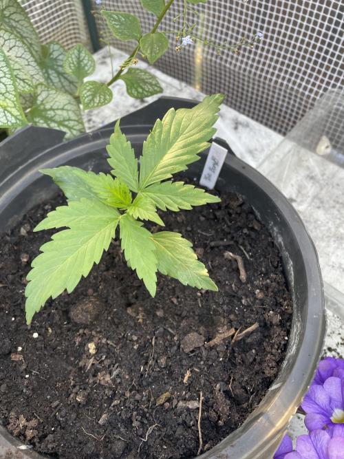 Thc Bomb Auto Outdoor. Week 3