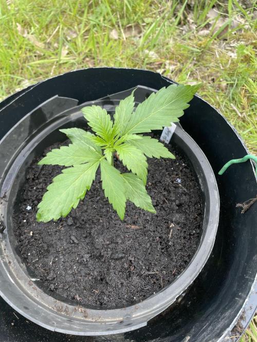 Thc Bomb Auto Outdoor. Week 3