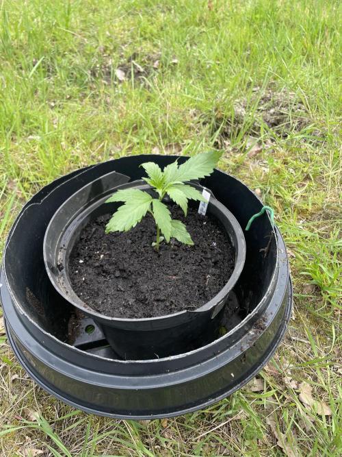 Thc Bomb Auto Outdoor. Week 3