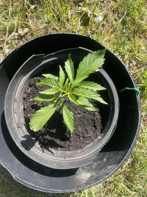 Thc Bomb Auto Outdoor. Week 3