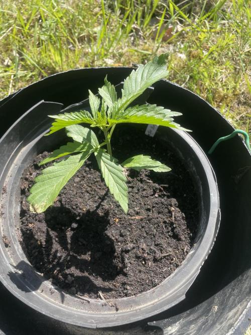 THC Bomb Autoflower. Week 3