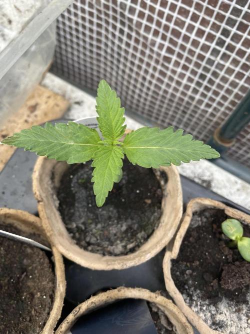 Critical Candy Auto. Week 2