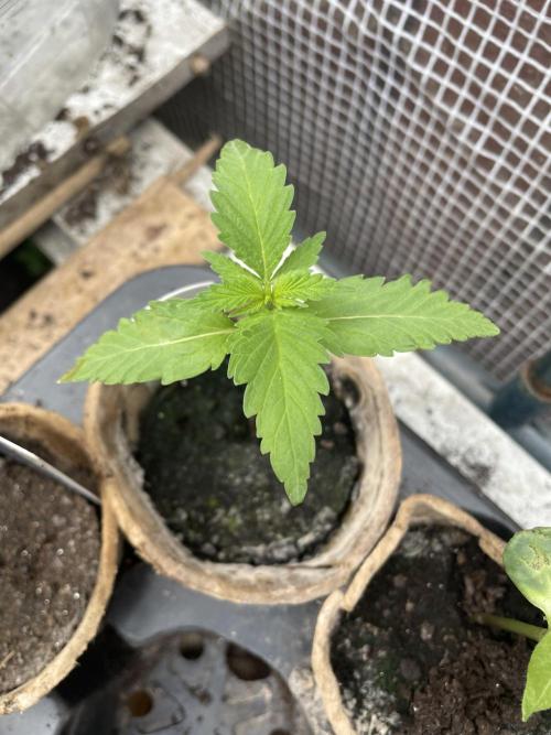 Critical Candy Auto. Week 2
