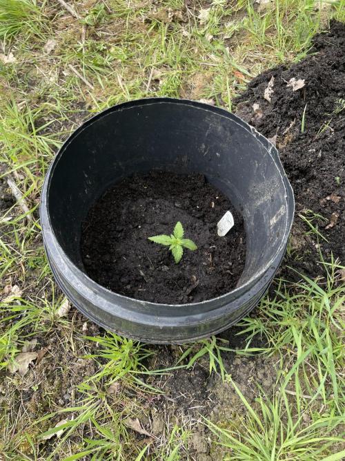Critical Candy Auto. Week 2