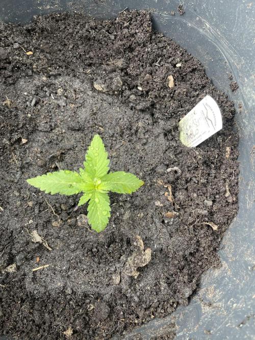 Critical Candy Auto. Week 2