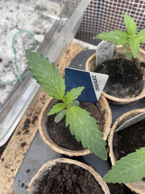 Biscotti Auto Outdoor UK. Week 2