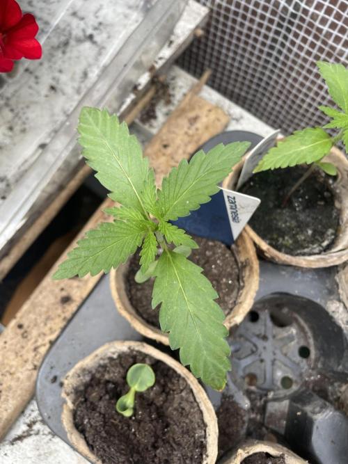 Biscotti Auto Outdoor UK. Week 2