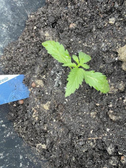 Biscotti Auto Outdoor UK. Week 2