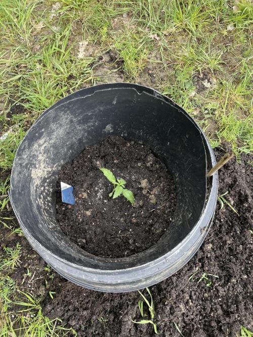 Biscotti Auto Outdoor UK. Week 2