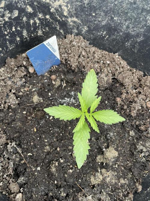 Biscotti Auto Outdoor UK. Week 2