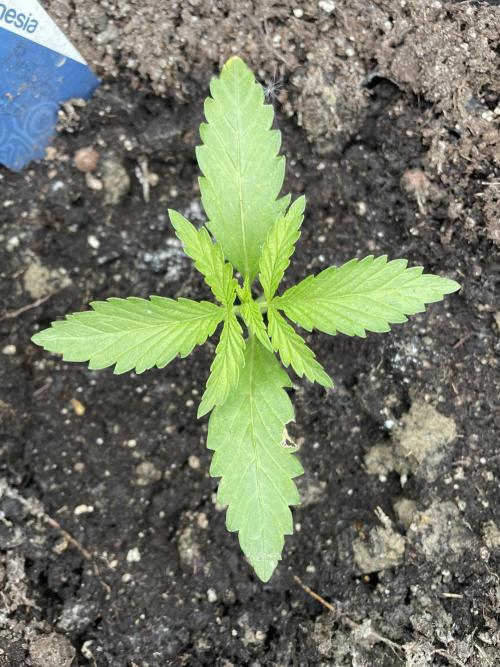 Biscotti Auto Outdoor UK. Week 2