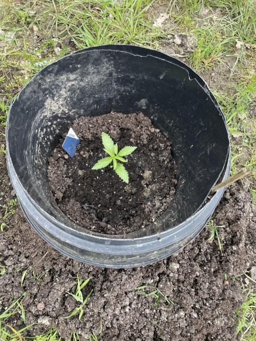 Biscotti Autoflowering. Week 2