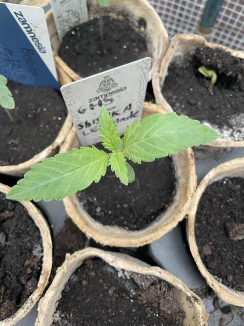 Shishka Lemonade 🍋 GHS Outdoor 🍋. Week 2
