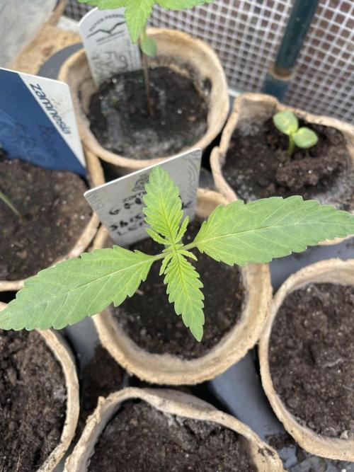 Shishka Lemonade 🍋 GHS Outdoor 🍋. Week 2