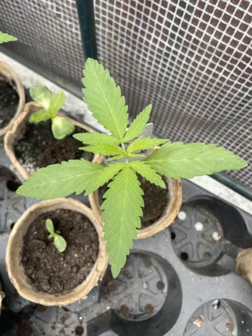 Shishka Lemonade 🍋 GHS Outdoor 🍋. Week 2