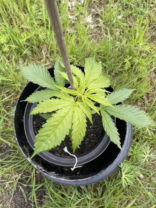 🍪 MSNL Gorilla Cookies Auto 🍪. Week 4