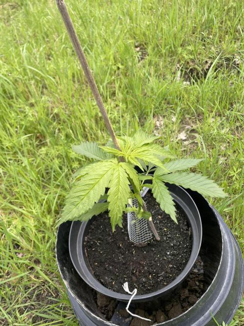 🍪 MSNL Gorilla Cookies Auto 🍪. Week 4