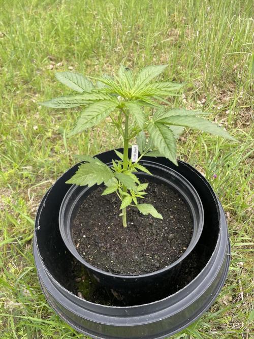 😈MSNL Purple Punch Auto😈. Week 4