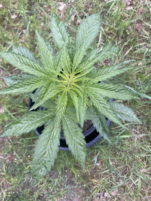 😈MSNL Purple Punch Auto😈. Week 4