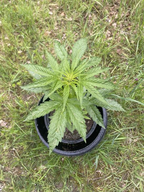 😈MSNL Purple Punch Auto😈. Week 4