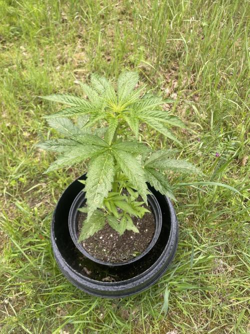 😈MSNL Purple Punch Auto😈. Week 4