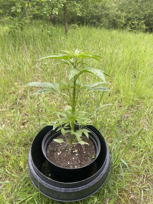 😈MSNL Purple Punch Auto😈. Week 4