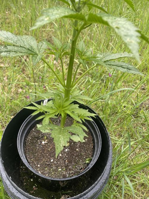 😈MSNL Purple Punch Auto😈. Week 4